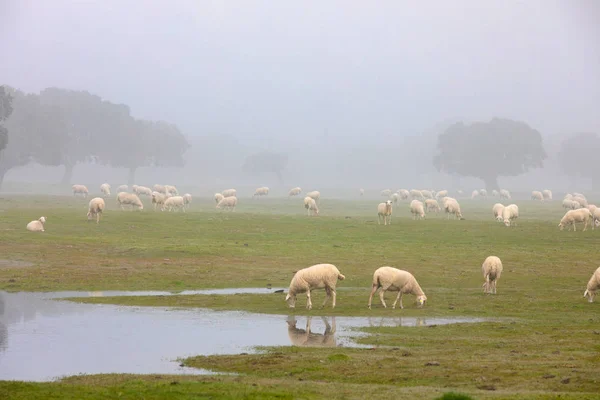 Sheep Grazing Green Meadow Foggy Winter Morning — Stock Photo, Image