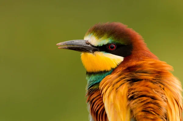 Portret Van Een Kleurrijke Vogel Close — Stockfoto