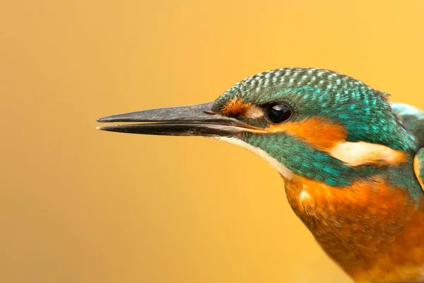 Kingfisher Uppflugna Gren Sitt Naturliga Habitat — Stockfoto