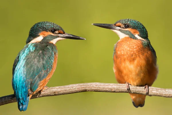 Par Kungsfiskare Naturen Två Fåglar Som Kär — Stockfoto