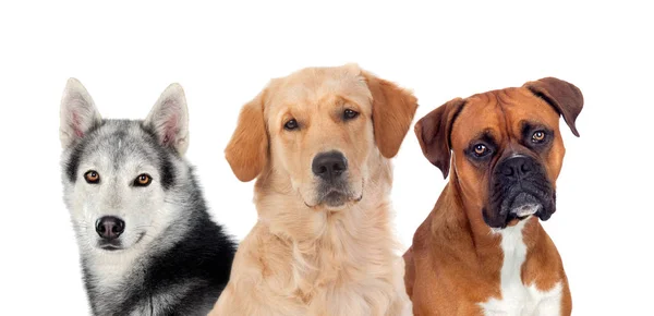 Различные Собаки Смотрящие Камеру Белом Фоне — стоковое фото