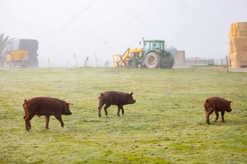 Iberian pigs grazing among the countryside in a farm