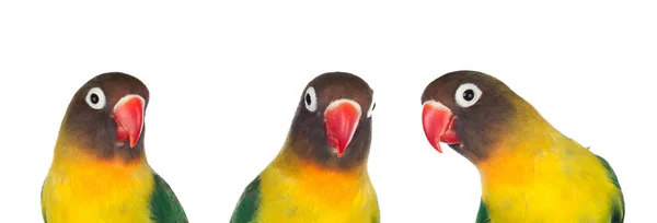 Tři Žluté Papoušky Dívají Kameru — Stock fotografie