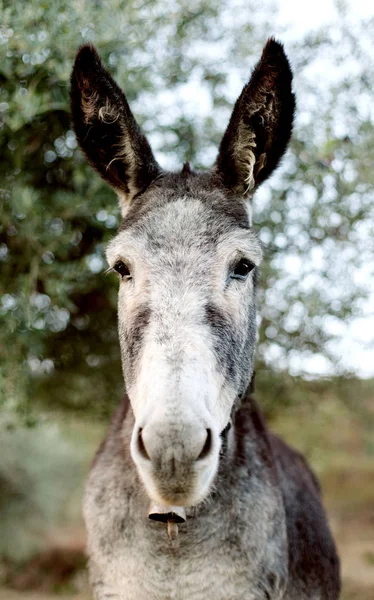 Funny portrait of a grey donkey looking at camera
