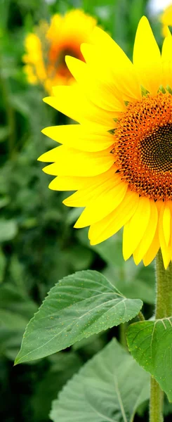 Close Sunflower Bright Yellow Natural Environment — Stock Photo, Image