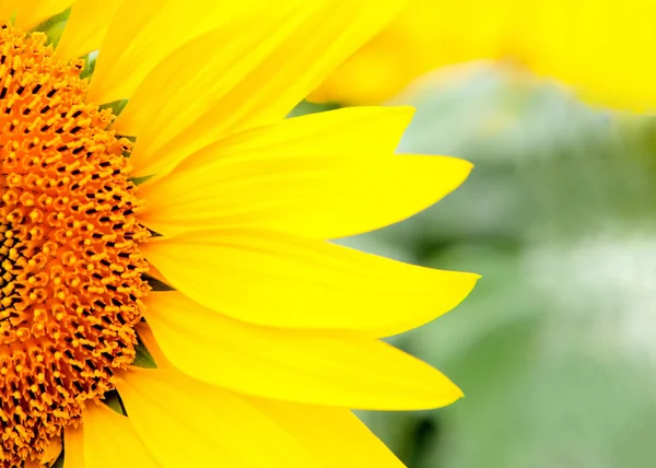 Close Sunflower Bright Yellow Natural Environment — Stock Photo, Image