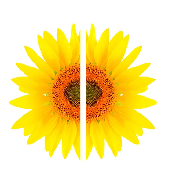 Beautiful Sunflower Split Two Halves Use Decoration — Stock Photo, Image