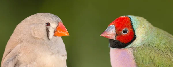 Kırsal Kesimde Diğerine Bakan Kırmızı Yüzlü Güzel Kuş — Stok fotoğraf