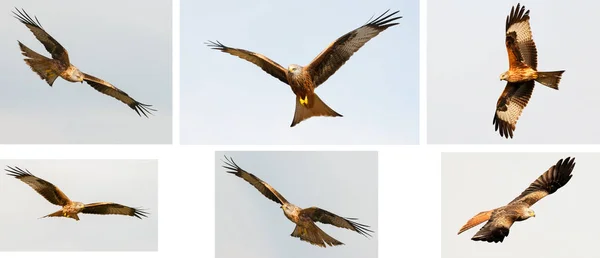 Awesome Birds Prey Flight Sky Background Stock Image