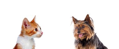 Beyaz bir arka plan üzerinde izole iki güzel evcil hayvan