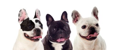 Beyaz bir arka plan üzerinde izole sevimli bulldogs Studio Portre