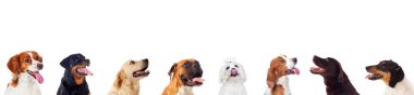 Beyaz bir arka plan üzerinde izole kamera bakarak değişik köpekler