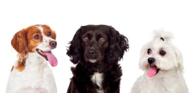 Beyaz bir arka plan üzerinde izole kamera bakarak değişik köpekler