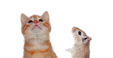 Kedi ve fare beyaz bir arka plan üzerinde izole arıyor. Tehlikeli dostluk