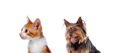 Beyaz bir arka plan üzerinde izole iki güzel evcil hayvan