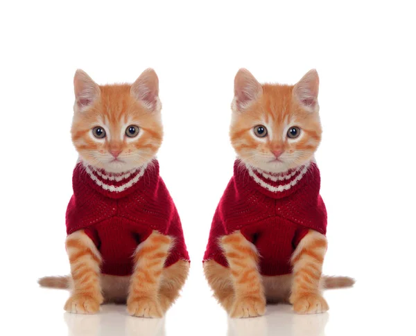 两只漂亮的红猫 一只穿着 另一只没有衣服 在白色背景上被隔离 — 图库照片