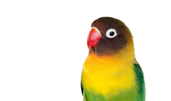 Žlutí Papoušci Červeným Zobákem Lisolated Bílém Pozadí — Stock fotografie