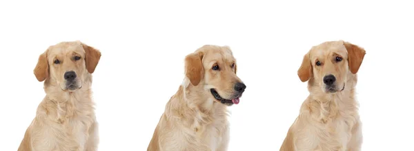 Три Золоті Собаки Ретрівер Породи Ізольованій Студії Білому Фоні — стокове фото
