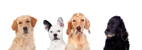 Diferentes Cães Olhando Para Câmera Isolada Fundo Branco — Fotografia de Stock