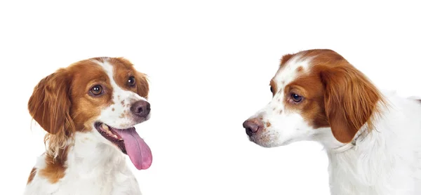 Hermosos Retratos Perros Aislados Sobre Fondo Blanco — Foto de Stock