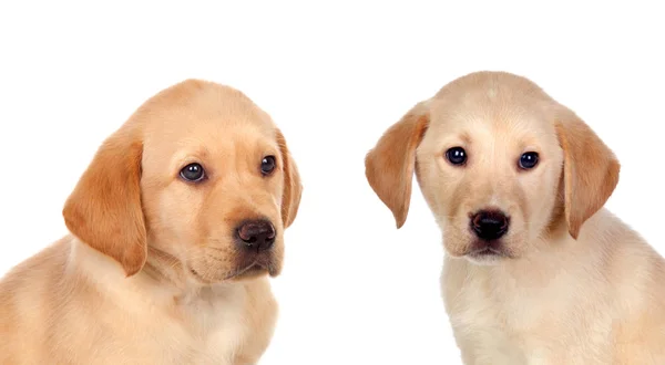 Schattige Kleine Lab Honden Geïsoleerd Een Witte Achtergrond — Stockfoto