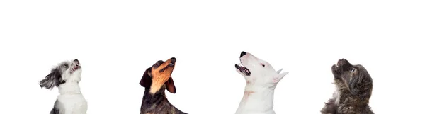 Diferentes Cães Olhando Para Câmera Isolada Fundo Branco — Fotografia de Stock