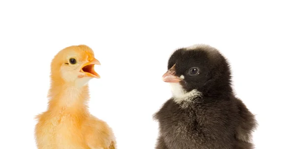 Two Chickens Yellow Black Isolated White Background — Stock Photo, Image
