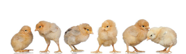 Meeting of yellow chickens at Easter isolated on a white background