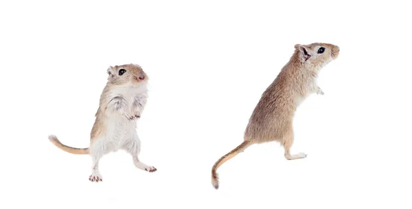 Gergils Divertidos Aislados Sobre Fondo Blanco — Foto de Stock