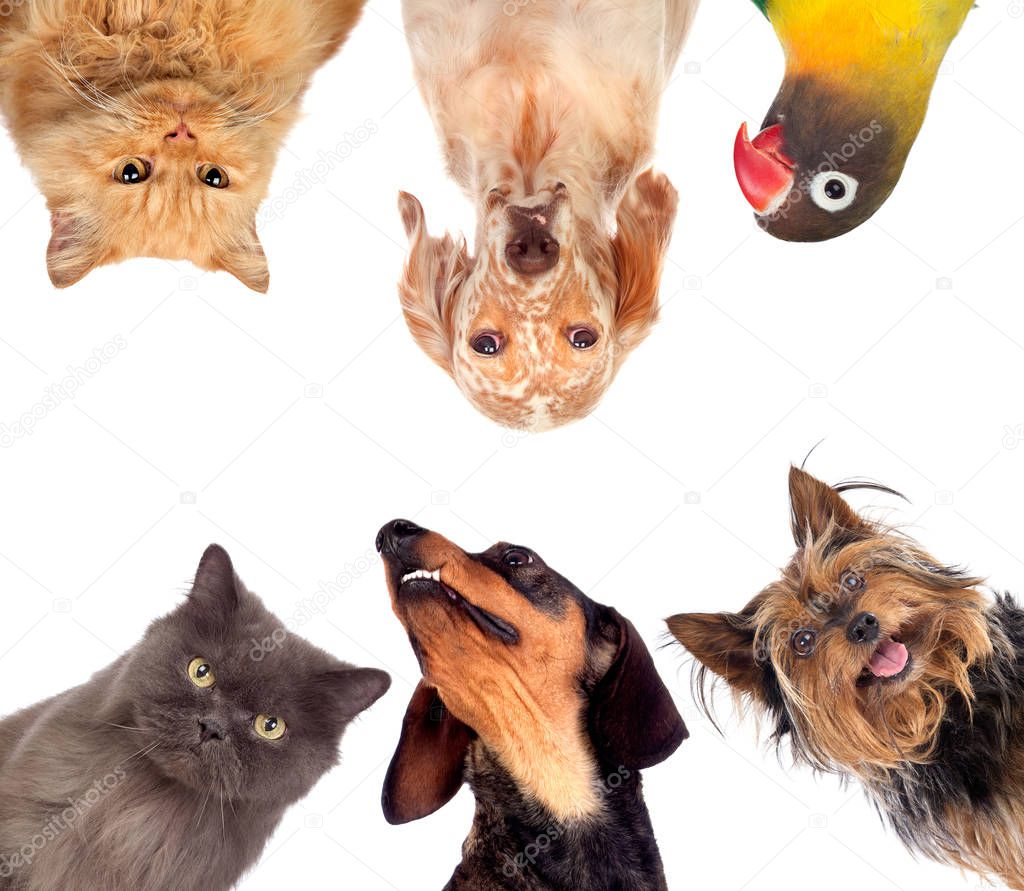 Many pets isolated on a white background