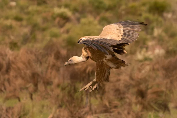 Großer Brauner Geier Flug Mit Wolkenverhangenem Hintergrund — Stockfoto