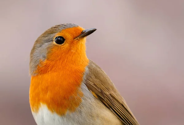 Pretty Bird Med Fin Orange Röd Fjäderdräkt Naturen Tittar Upp — Stockfoto