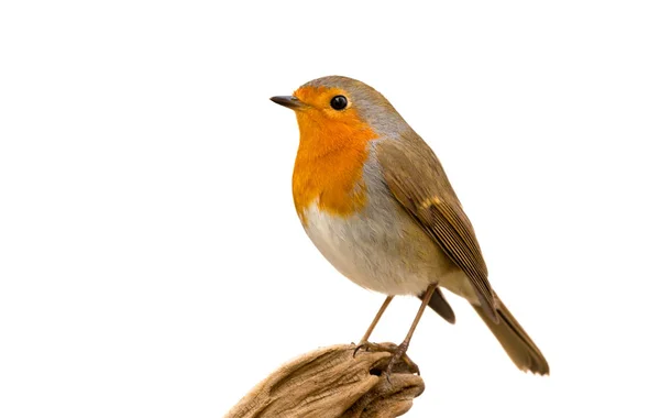 Bellissimo Uccellino Con Piume Arancioni Sfondo Bianco — Foto Stock