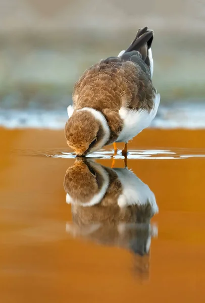 Hermoso Pájaro Zancudo Bebiendo Agua Con Hermoso Color Naranja —  Fotos de Stock