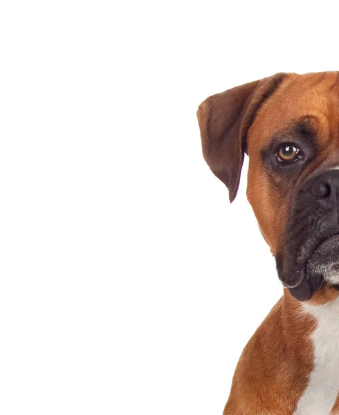 Half Face Portret Van Een Bruine Volwassen Boxer Kijken Naar — Stockfoto