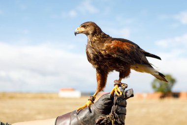 Kartal adamın eline tünemiş.