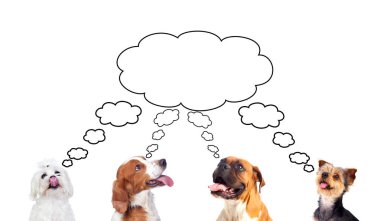 Dalgın köpekler yukarı bakıyor