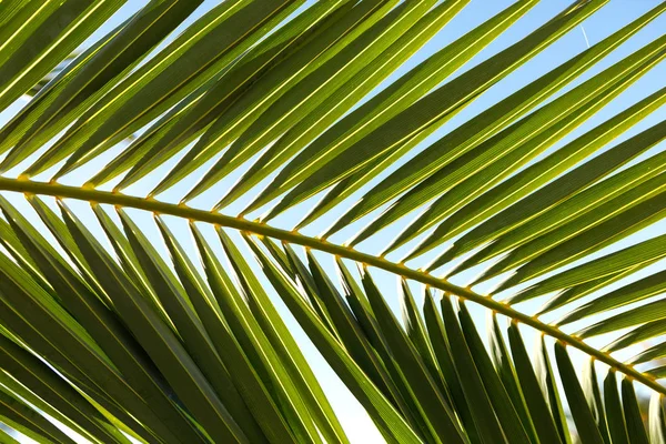 Palm leaf close up — Stock Photo, Image