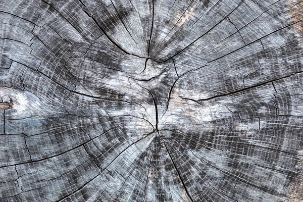 Closeup wooden cut Texture — Stock Photo, Image