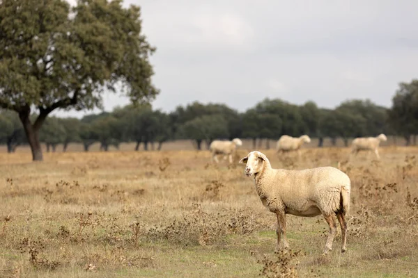 Flock of sheep grazing — Stock Photo, Image