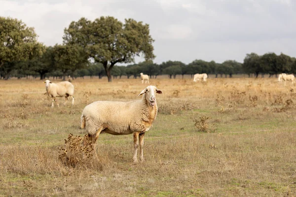羊の放牧の群れ — ストック写真