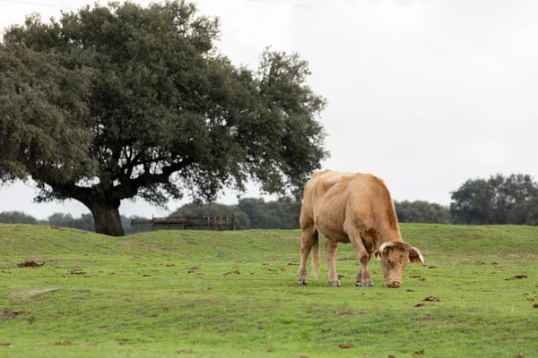 Vaca bovina pastando na paisagem — Fotografia de Stock