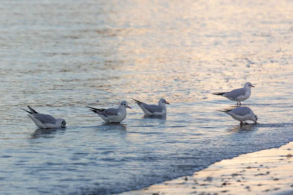 Seagulls eating on the shore of the beach — Stock Photo, Image