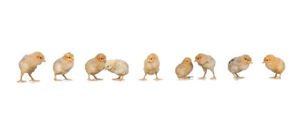 Ontmoeting van gele kippen bij Pasen — Stockfoto