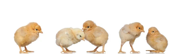 Möte med gula kycklingar — Stockfoto