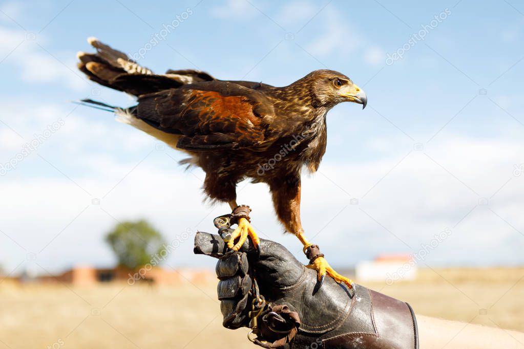 Eagle perched on the man's hand.