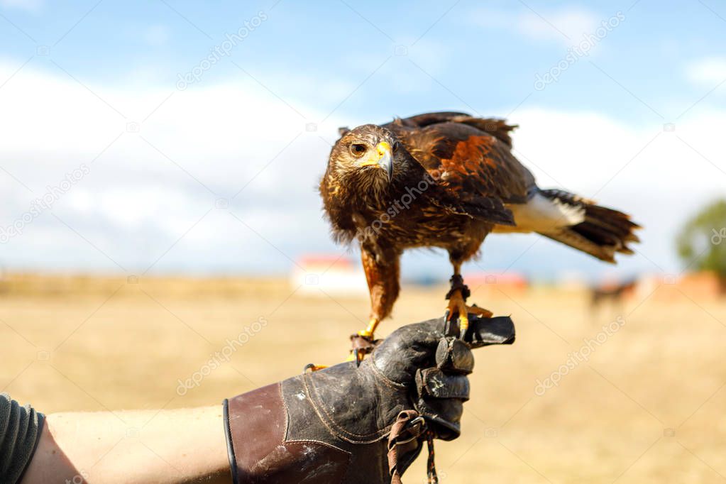 Eagle perched on the man's hand.