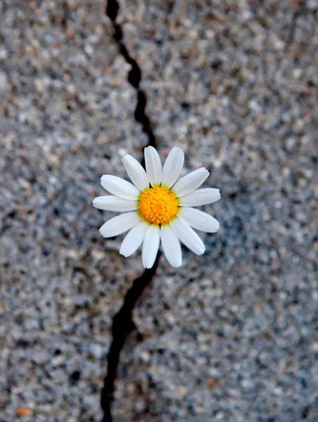 Daisy born from a crack in the asphalt