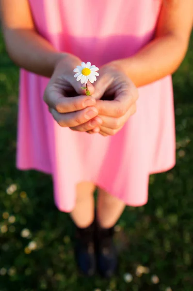 Vrouwelijke handen houden een Daisy onder een zonnige dag — Stockfoto