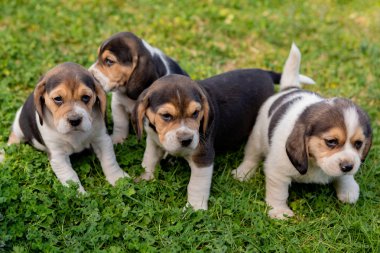 Çimenlerin üzerinde dört güzel köpek yavrusu